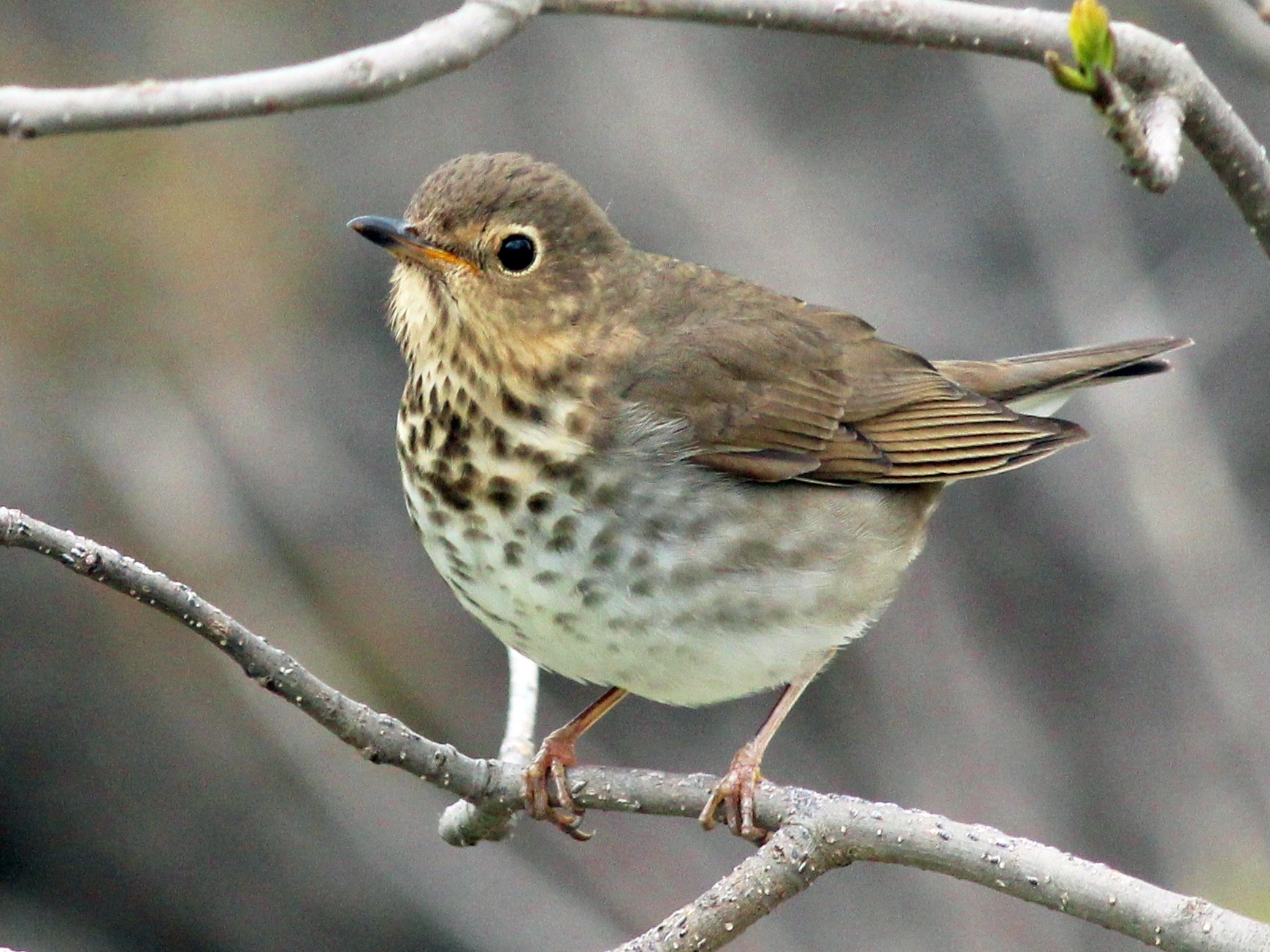 May 3rd Bird Walk